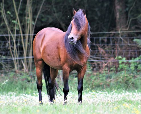 Infecteren Licht Vermoorden Kaspische paarden – NOVA