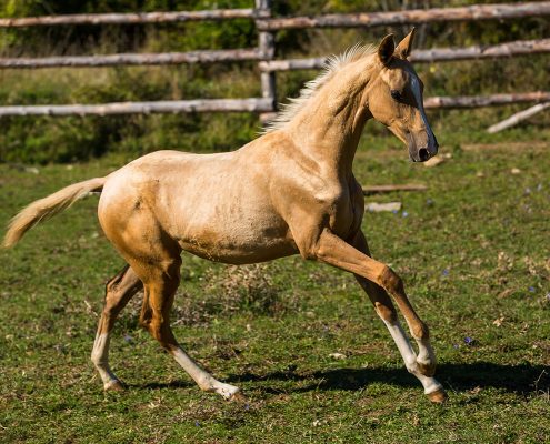 zonde Omgaan met Vertrek naar Akhal Teke – NOVA