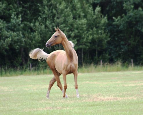 zonde Omgaan met Vertrek naar Akhal Teke – NOVA